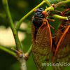 Check Out The Most Stunning Cicada Video Of Our Time
